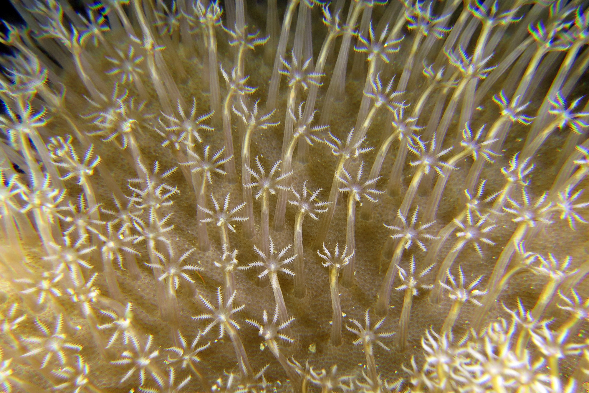 Sarcophyton sp