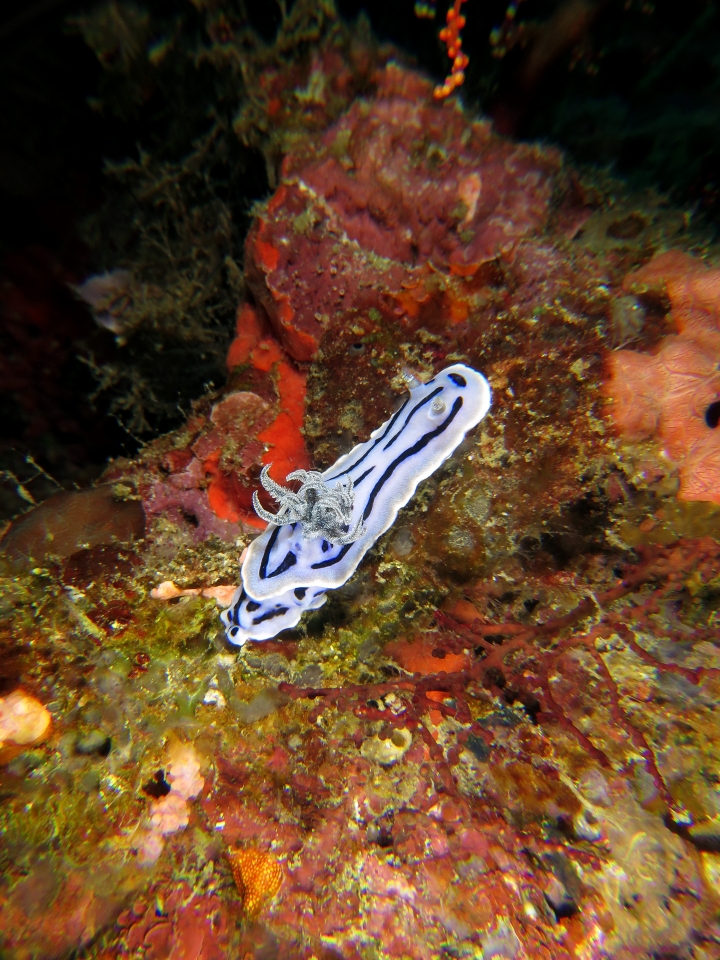 Chromodoris Willani