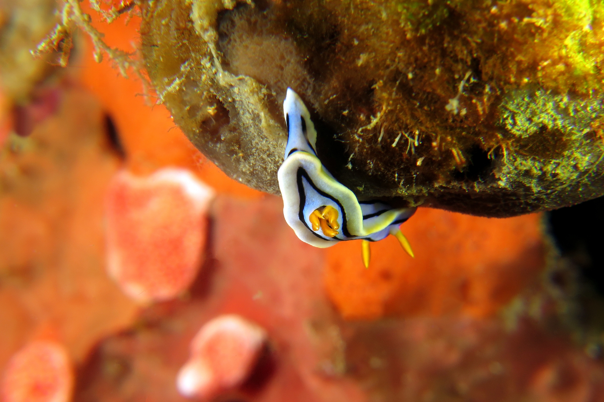 Chromodoris lochi