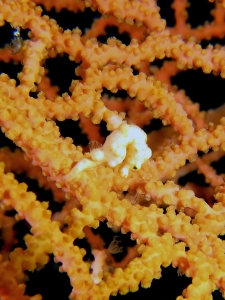 Hippocampus Denise, Muricella sp.