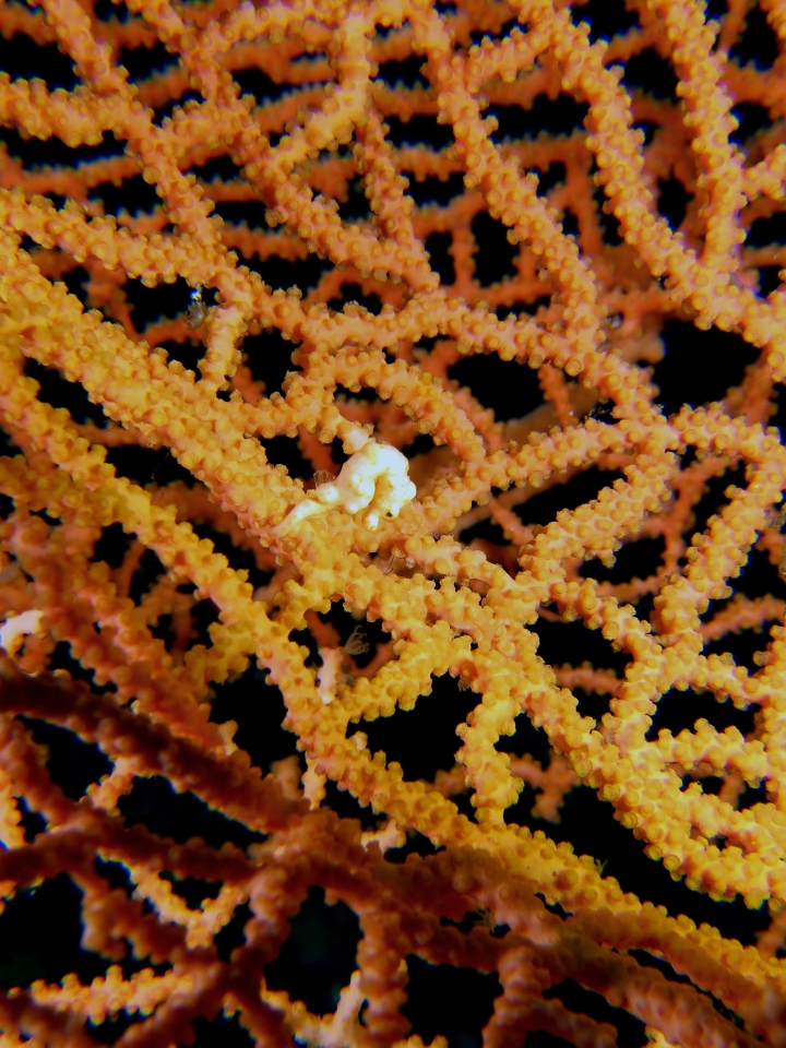 Hippocampus Denise, Muricella sp.