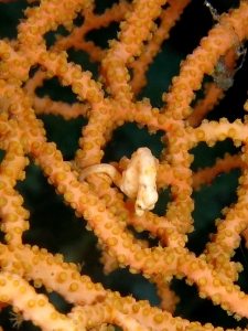 Hippocampus Denise, Muricella sp.