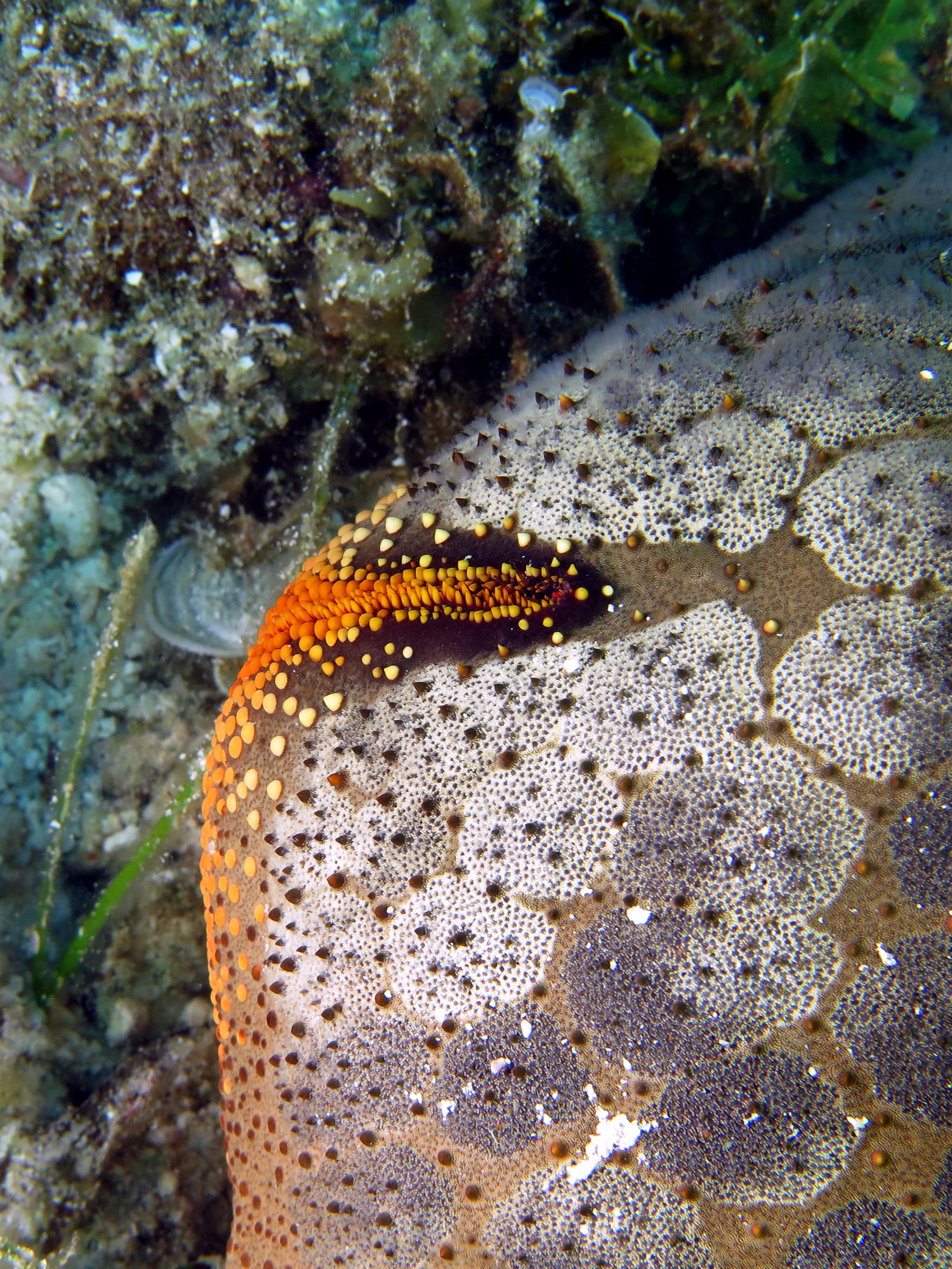 Culcita novaeguineae