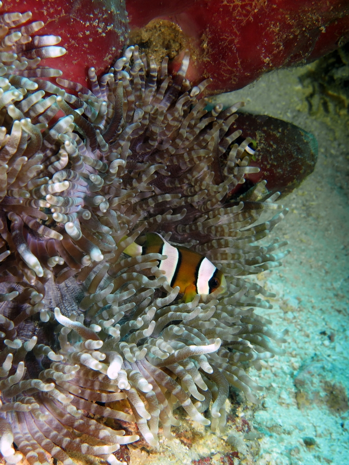 Amphiprion clarkii, Heteractis aurora