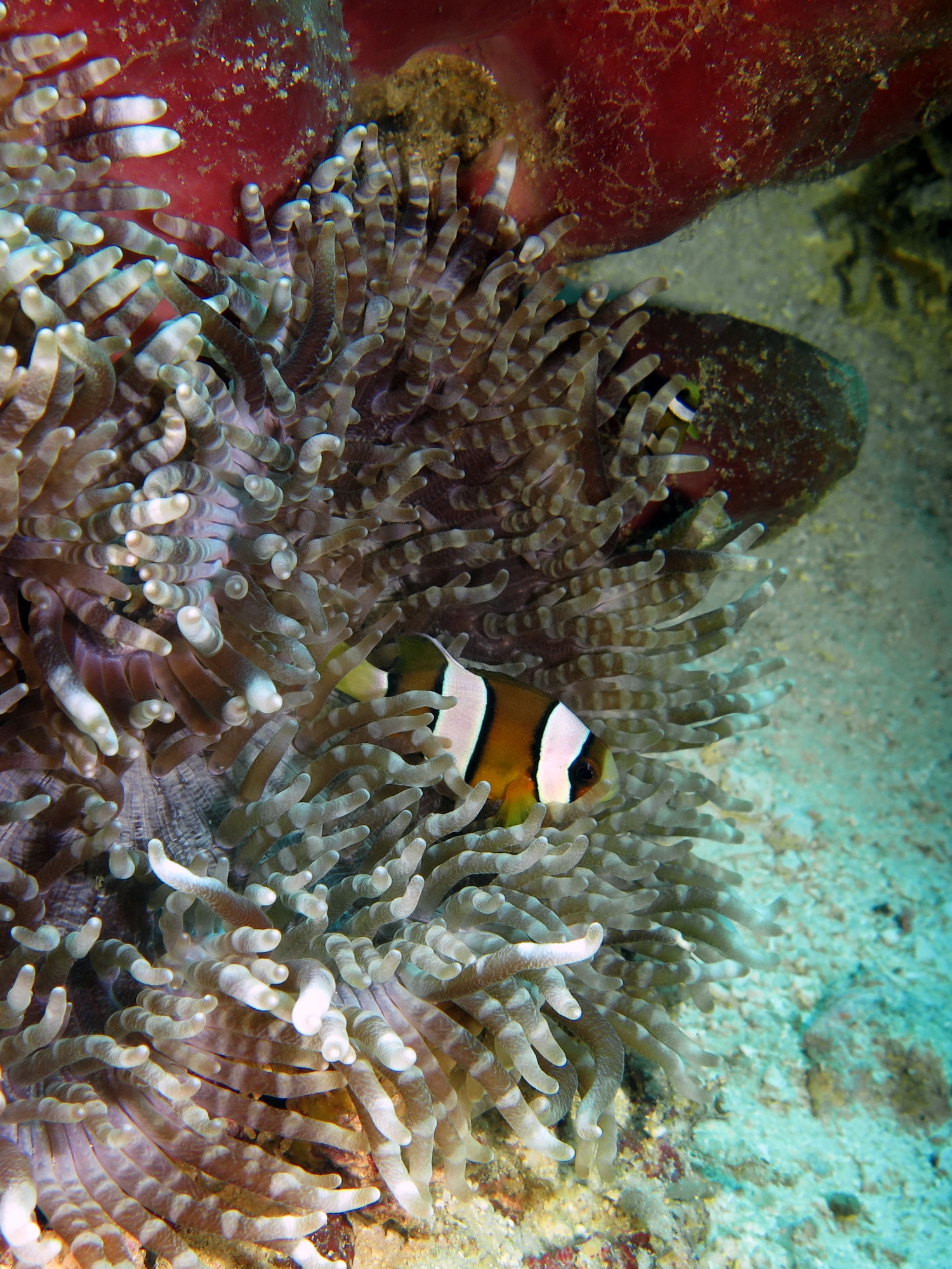 Amphiprion clarkii, Heteractis aurora