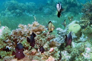 Dascyllus trimaculatus, Dascyllus reticulatus, Amphiprion clarkii