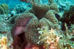 Stichodactyla mertensii