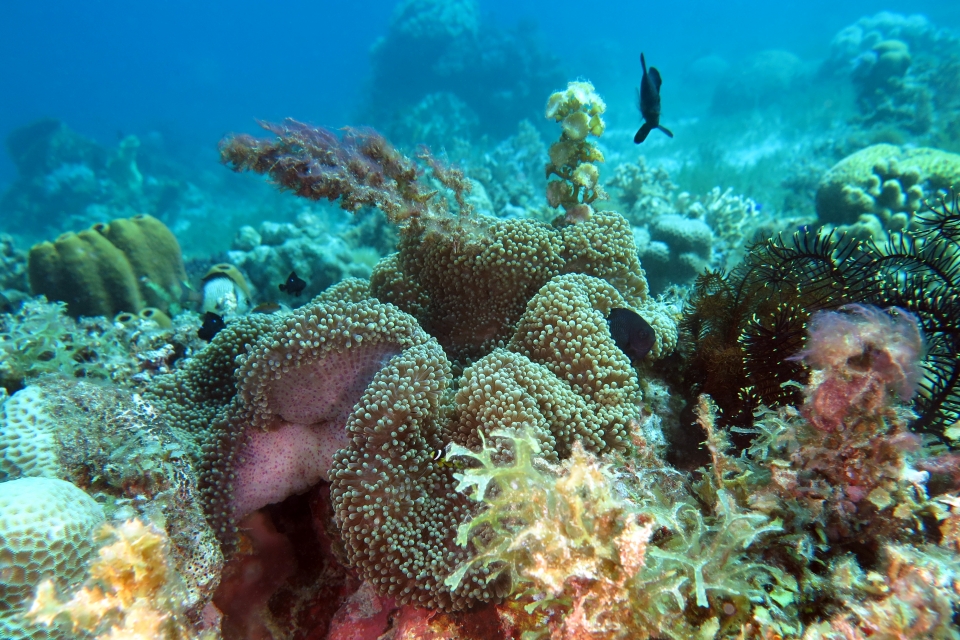 Stichodactyla mertensii
