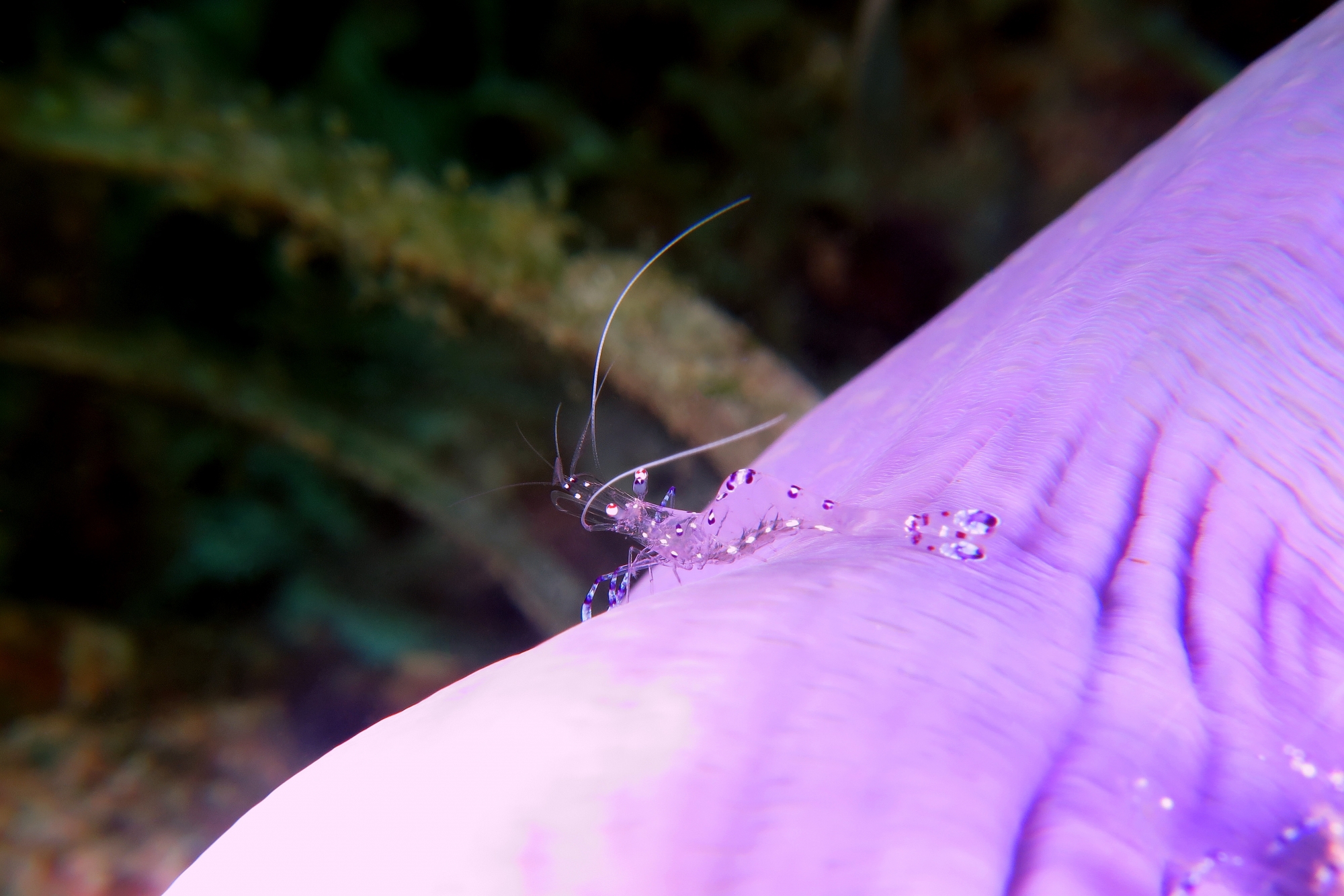 Heteractis magnifica, Ancylomenes sarasvati
