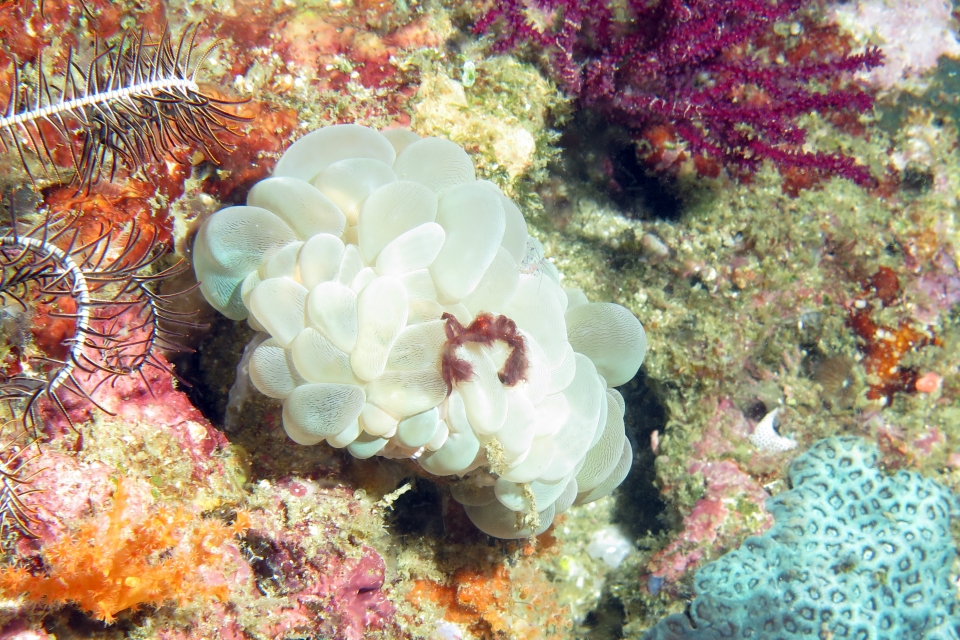 Achaeus japonicus, Plerogyra sinuosa