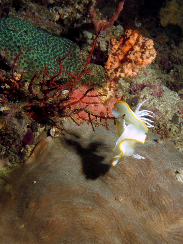 Ardeadoris egretta