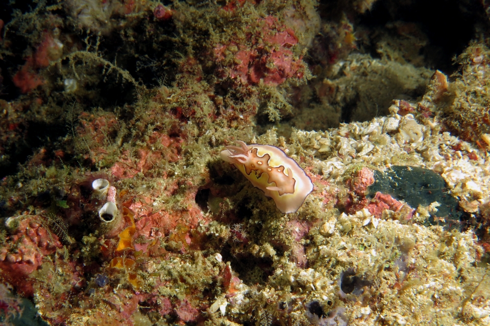 Goniobranchus (Chromodoris) coi