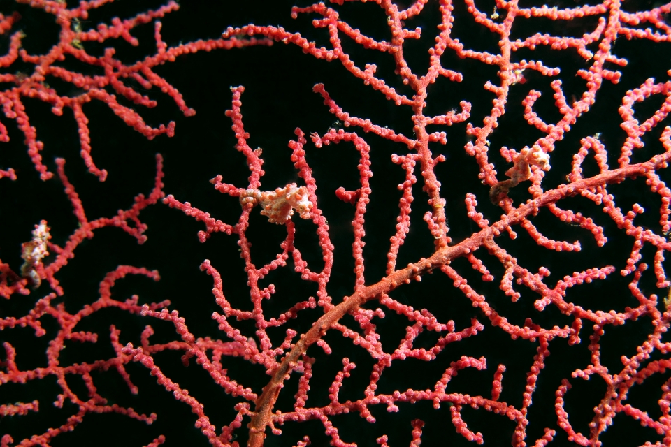 Hippocampus bargibanti, Gorgone Muricella