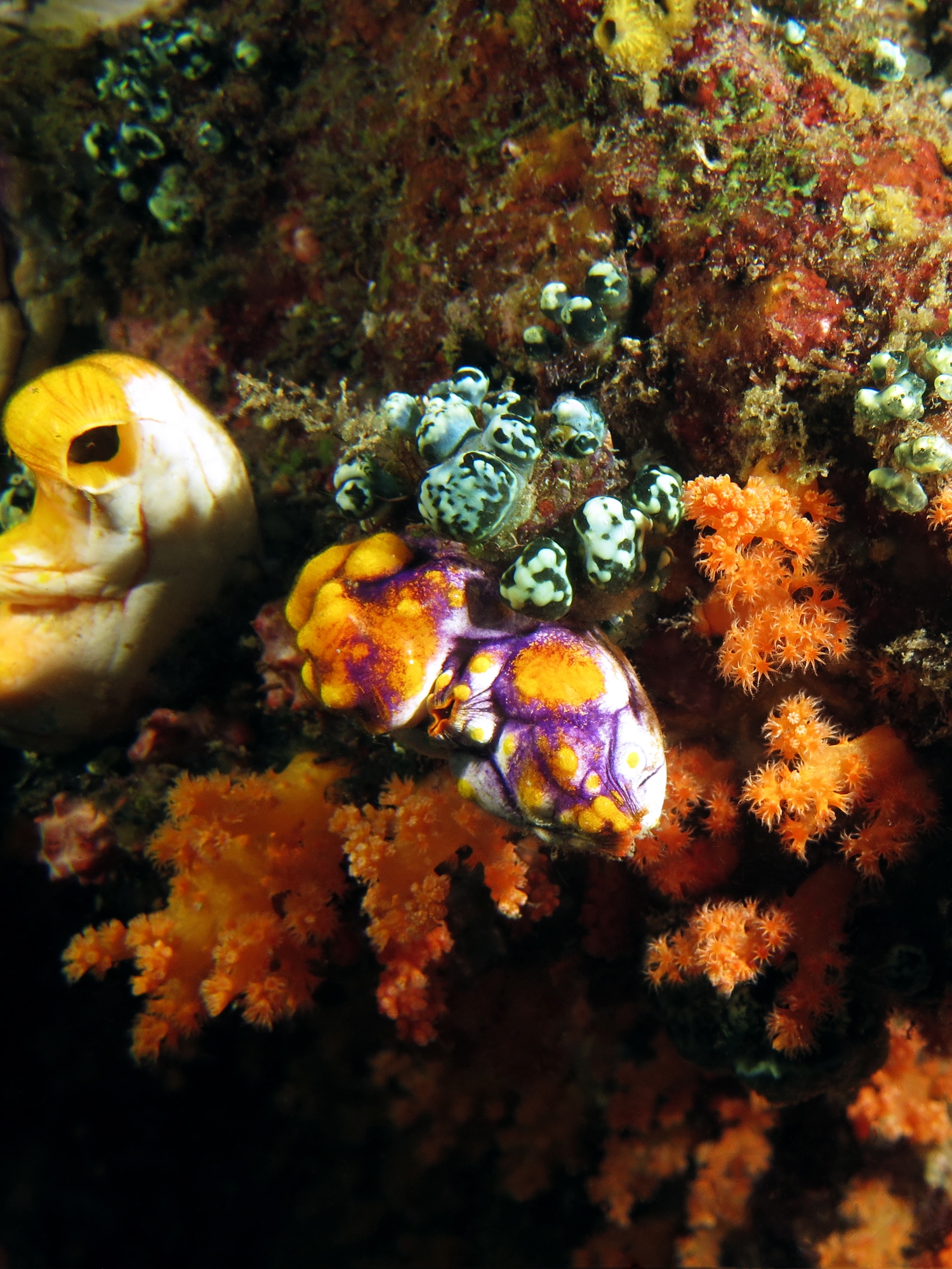 Polycarpa aurata, Scléronephthya sp.