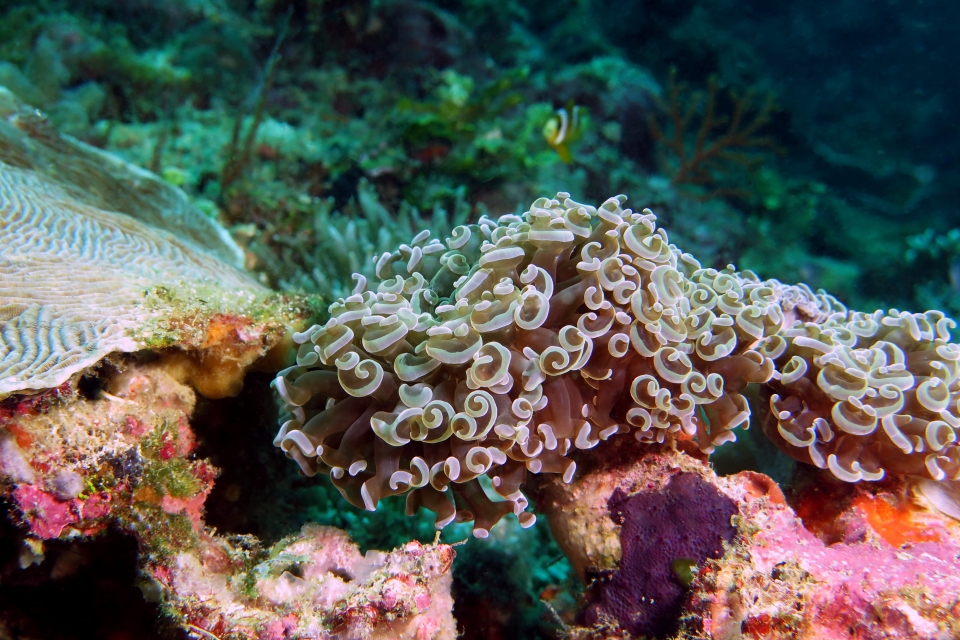 Euphyllia ancora