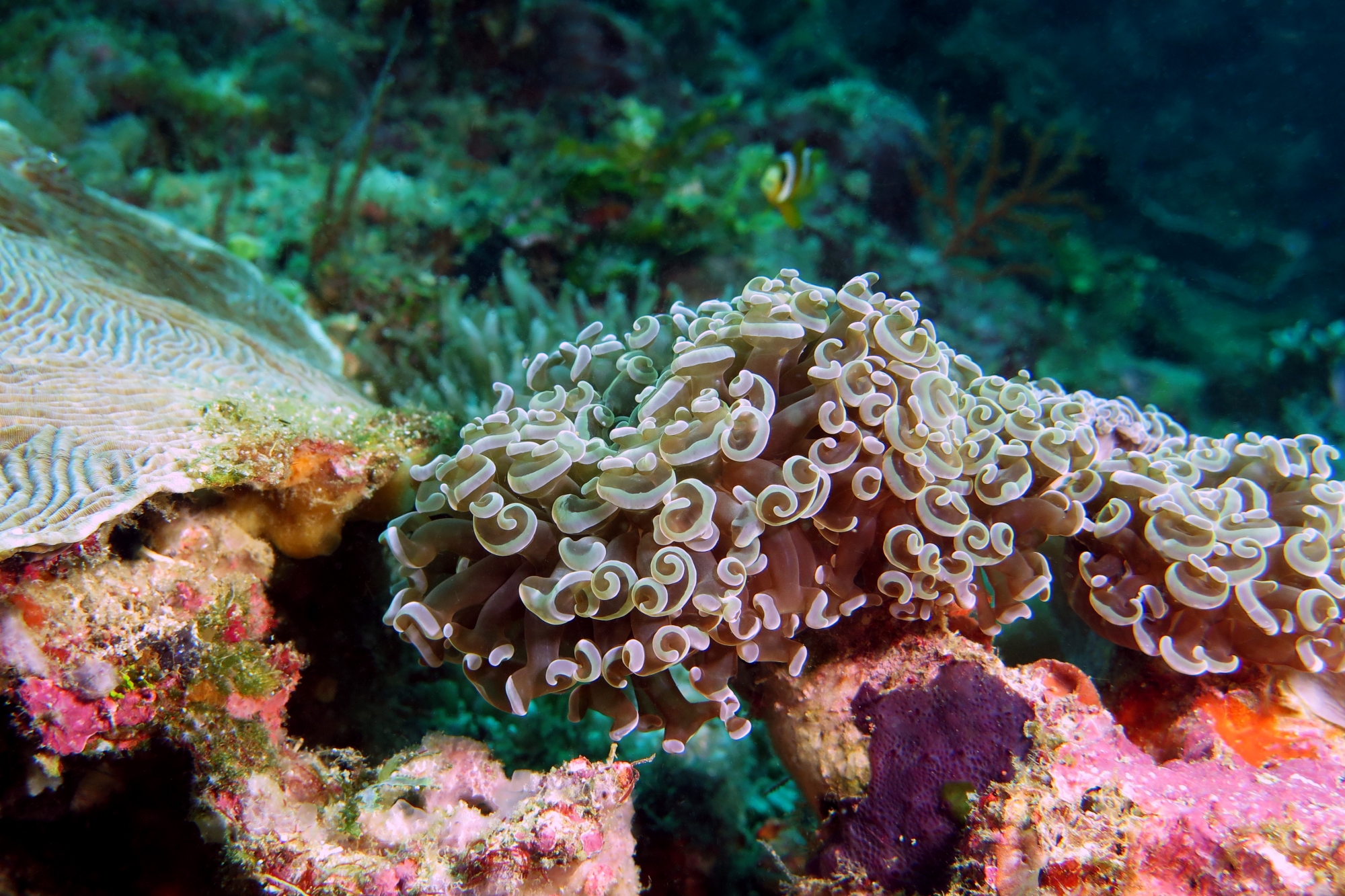 Euphyllia ancora
