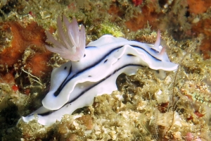 Chromodoris lochi