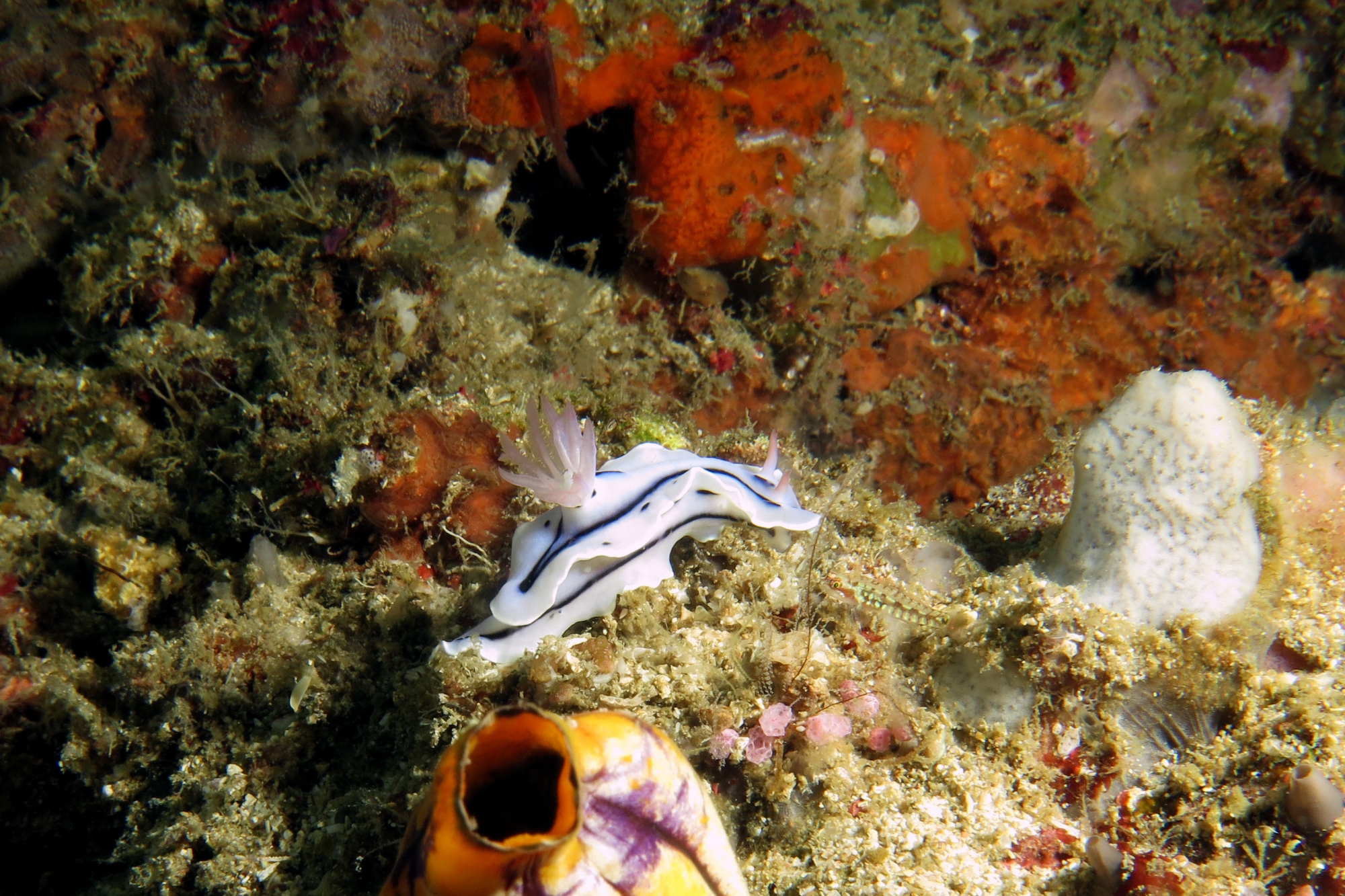 Chromodoris lochi