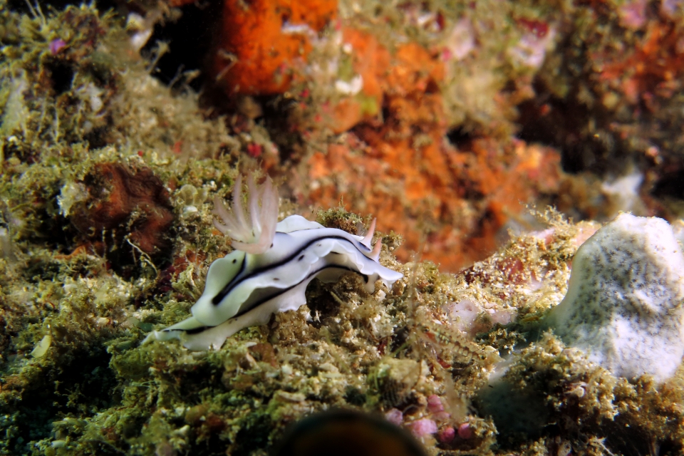 Chromodoris lochi