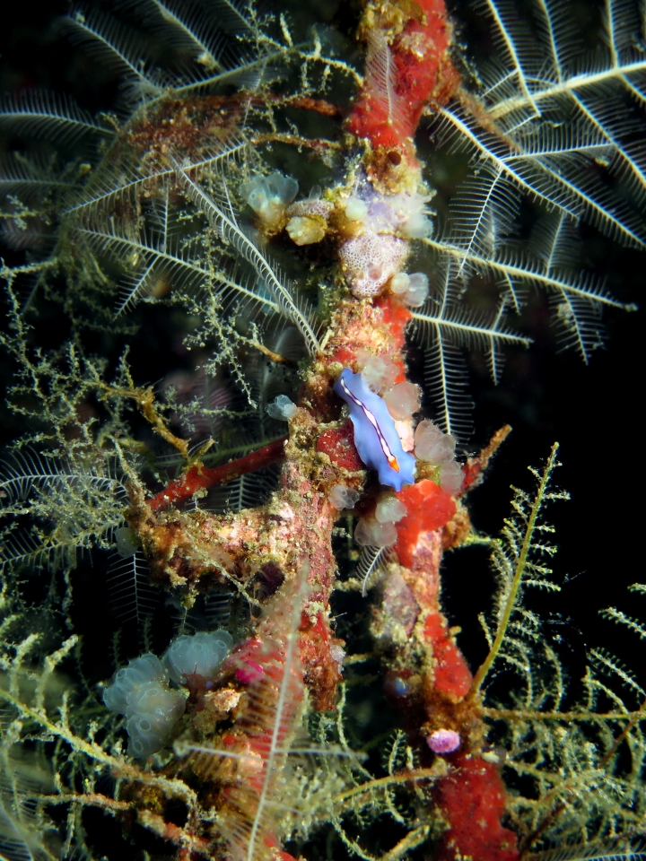 Pseudoceros (liparus) bifurcus