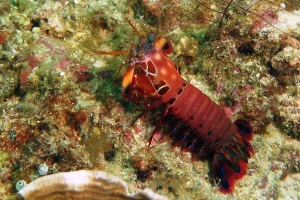 Odontodactylus scyllarus