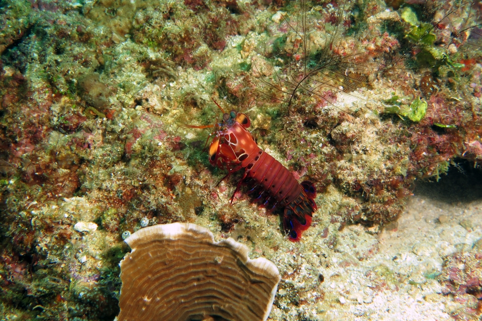 Odontodactylus scyllarus