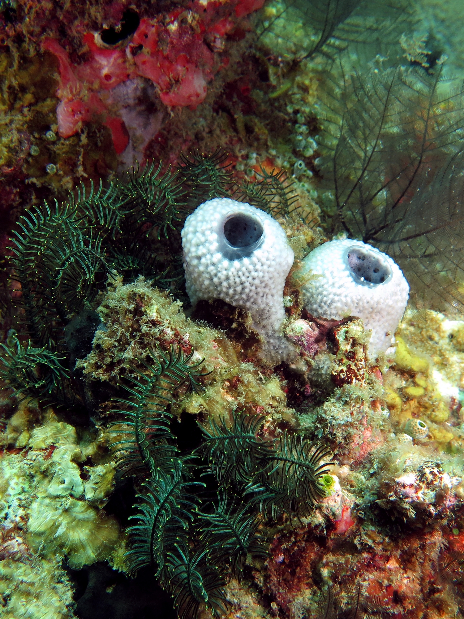 Haliclona fascigera
