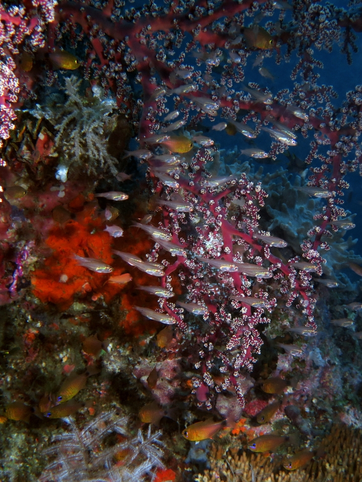 Rhabdamia sp., Siphonogorgia godeffayi