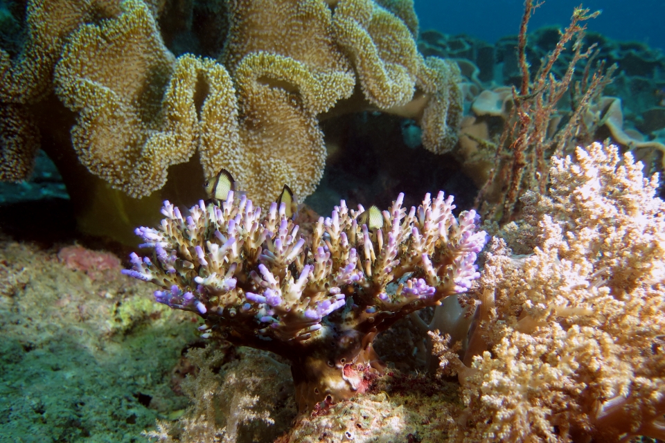 Dascyllus reticulatus, Acropora
