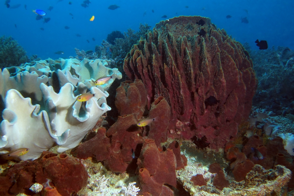Archamia ((Apogon) fucata, Xestospongia testudinaria, Sarcophyton trocheliophorum, Theonella sp.