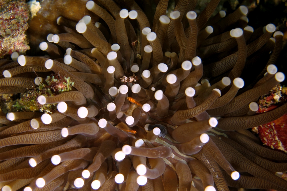 Thor amboinensis, Eviota pellucida, Heliofungia actiniformis