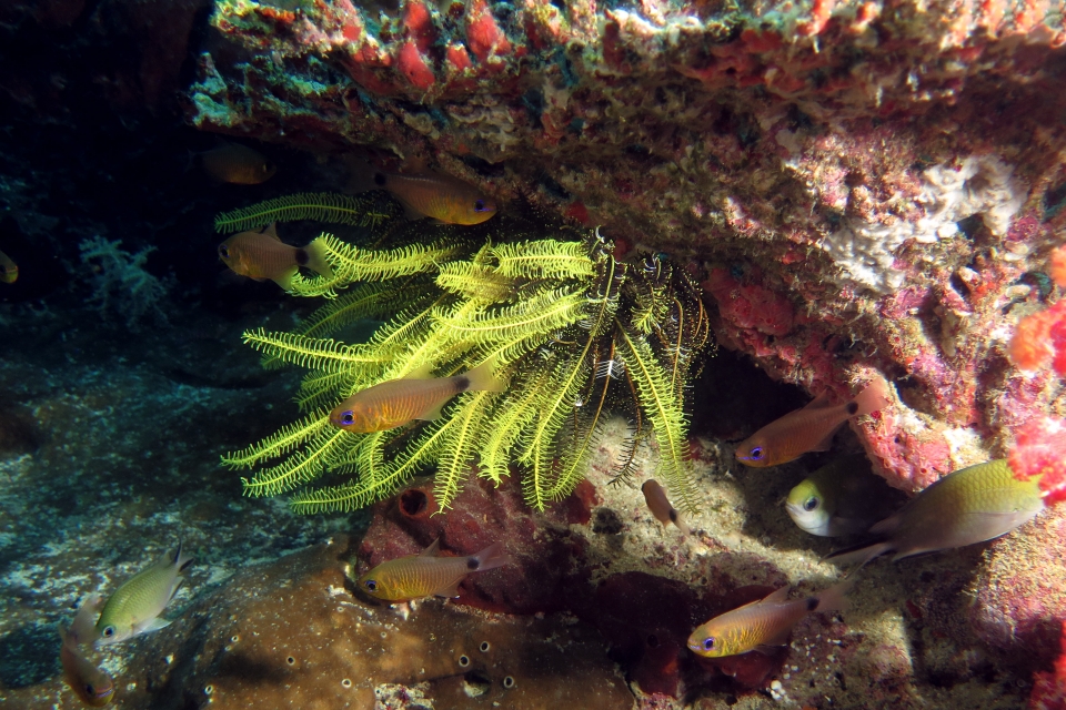 Archamia fucata, Chromis scotochiloptera, Comaster schlegelii