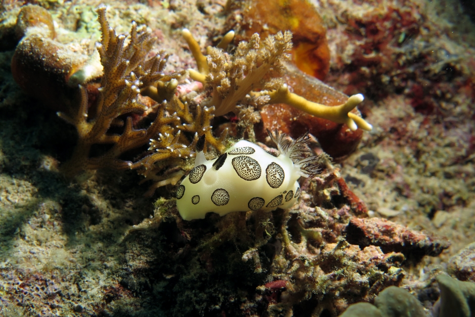 Jorunna funebris