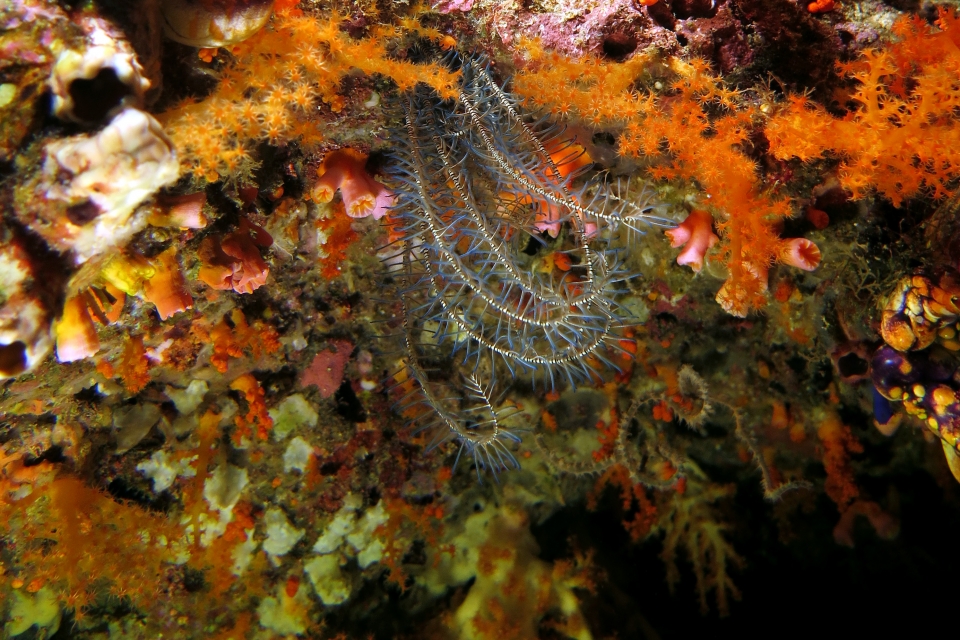 Comanthus parvicirrus ou suavia