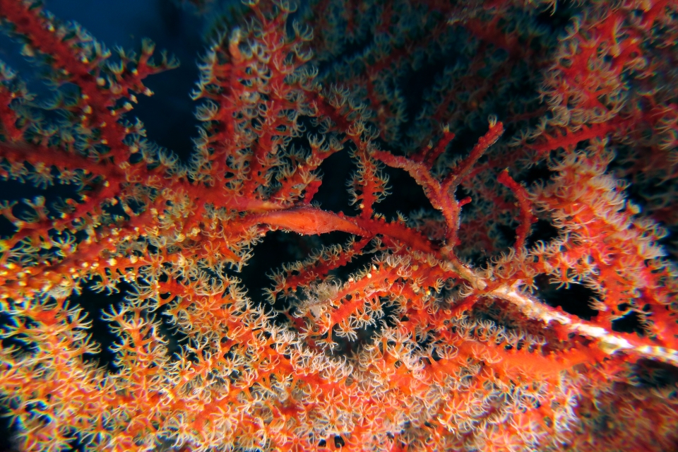 Phenacovolva rosea