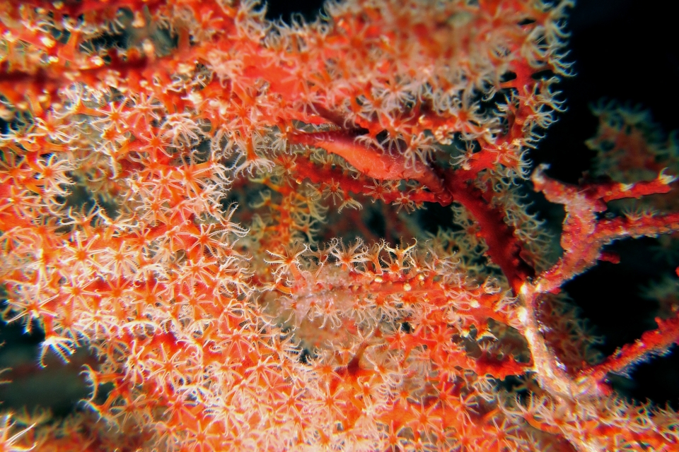 Phenacovolva rosea