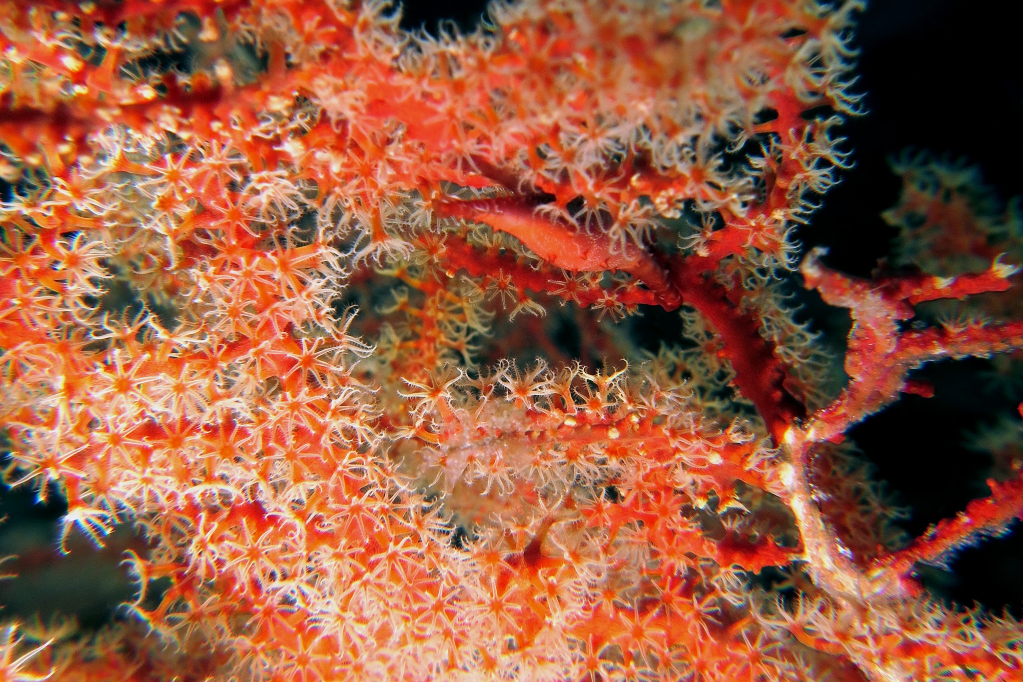Phenacovolva rosea