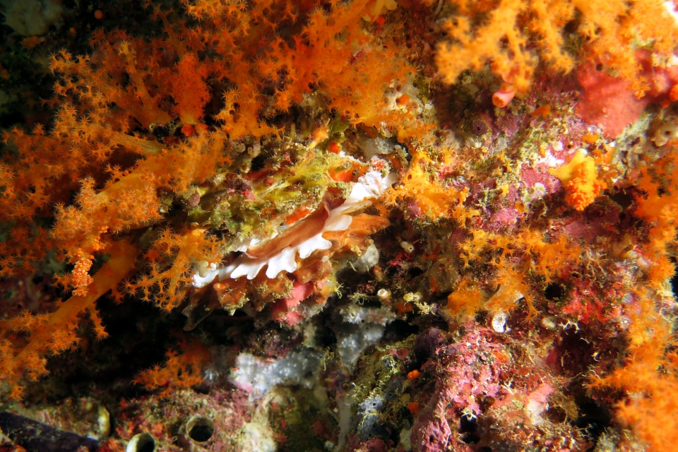 Spondylus squamosus