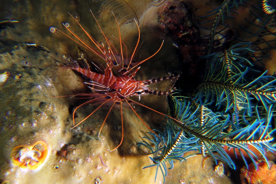 Pterois antennata, Comanthus parvicirrus ou suavia