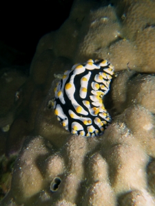 Phyllidia varicosa