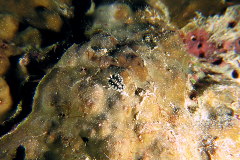 Nudibranche de la famille des Phyllidiidaes