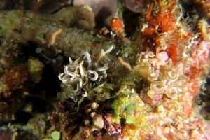 Phyllodesmium briareum