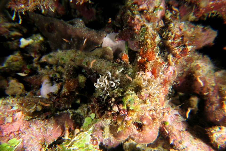Phyllodesmium briareum