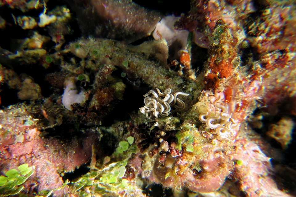 Phyllodesmium briareum
