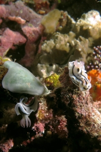 Chromodoris lochi