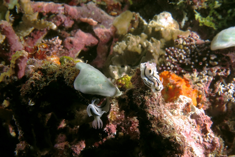 Chromodoris lochi