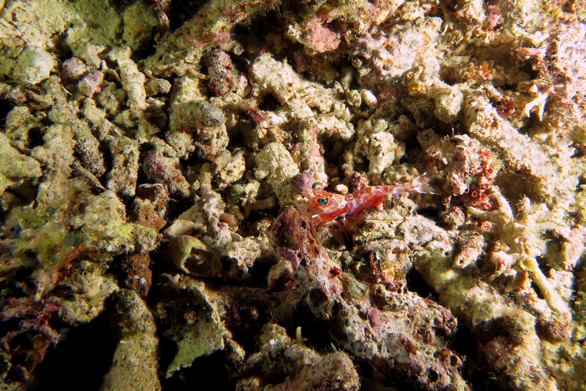 Metapenaeopsis sp.1