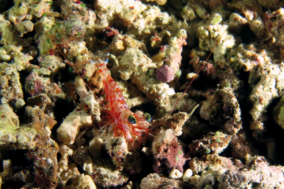 Metapenaeopsis sp.1