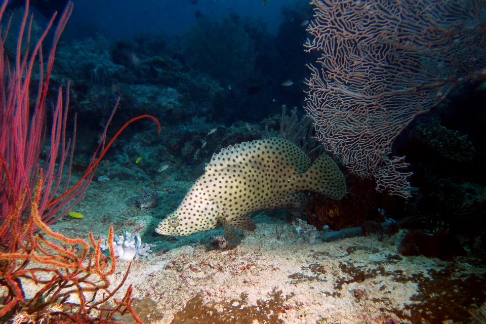 Cromileptes altivelis