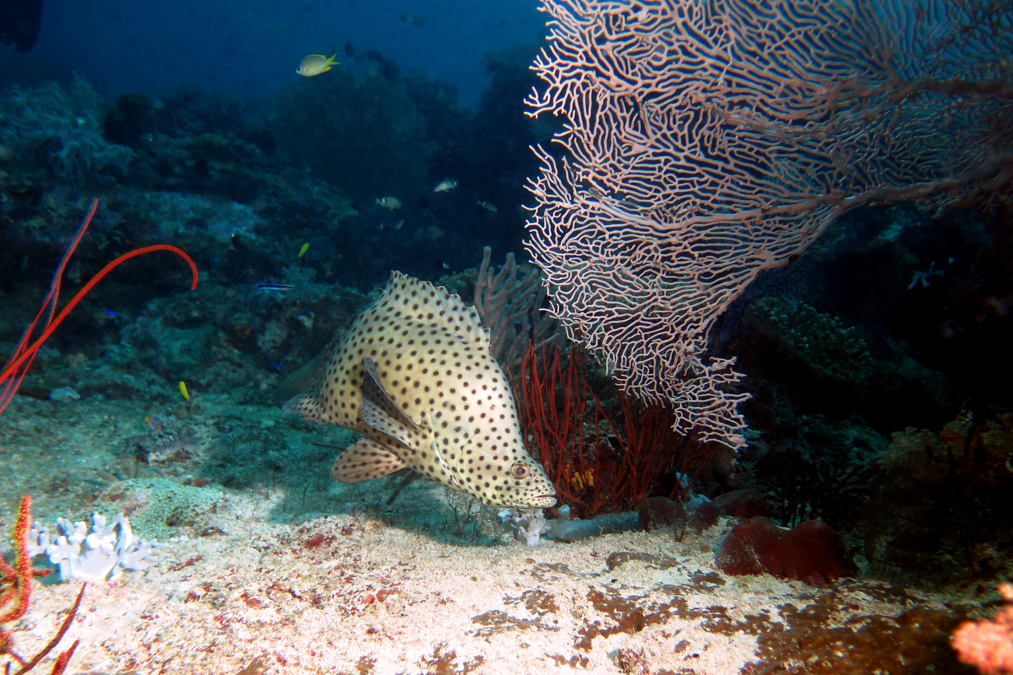 Cromileptes altivelis
